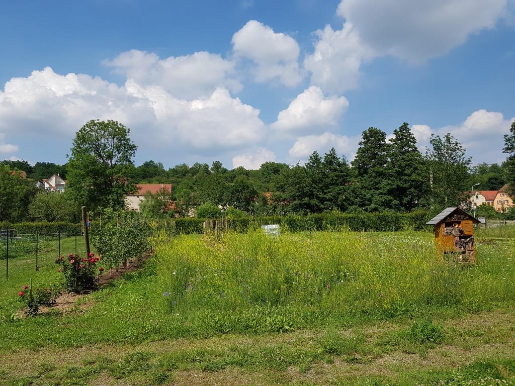 2018 06 16 Cours De Taille En Vert Verger Romanswiller04