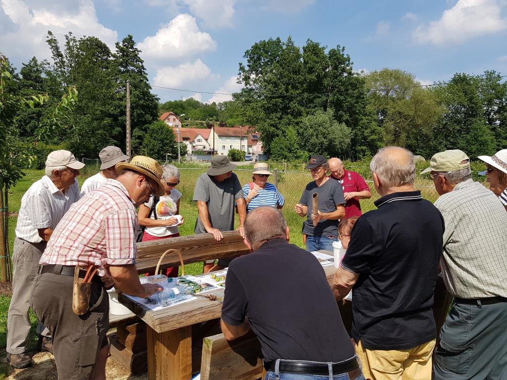2018 06 16 Cours De Taille En Vert Verger Romanswiller05