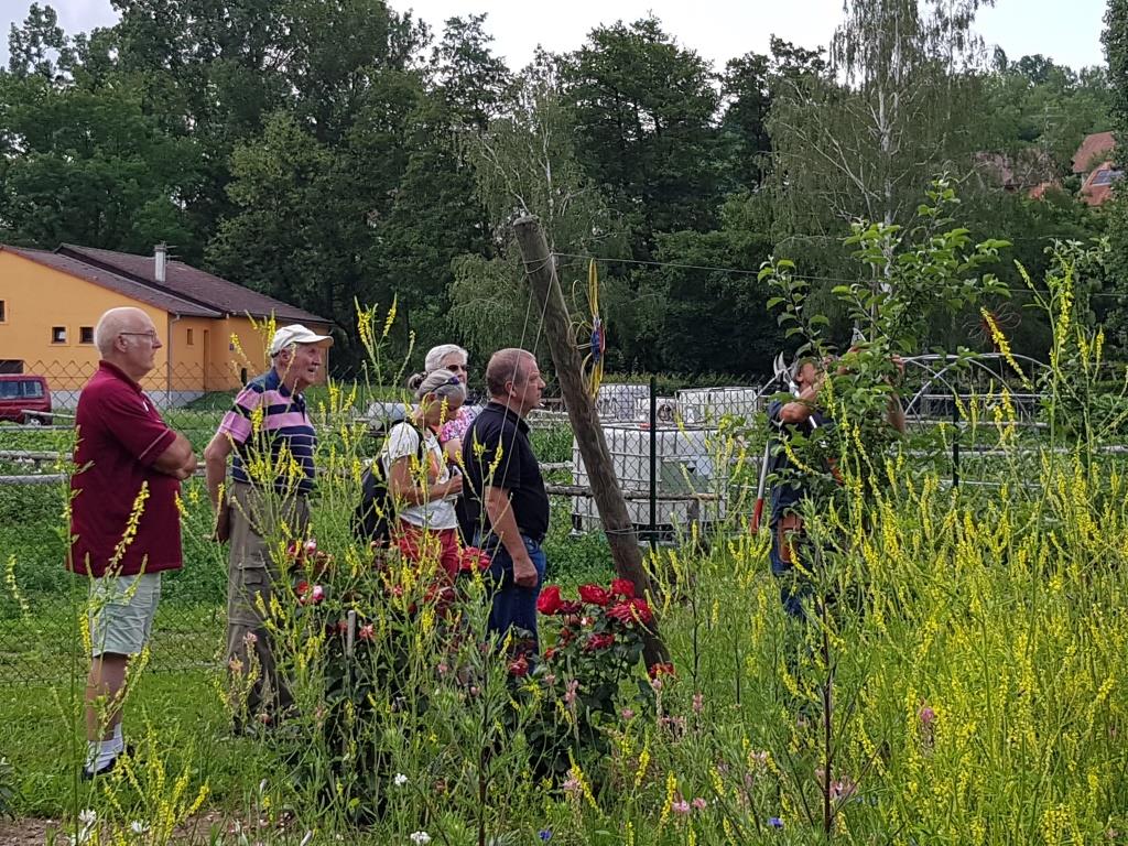 2018 06 16 Cours De Taille En Vert Verger Romanswiller06