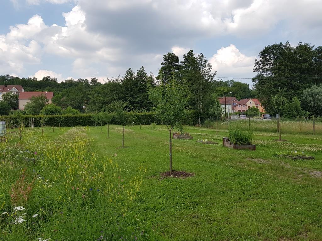 2018 06 16 Cours De Taille En Vert Verger Romanswiller07
