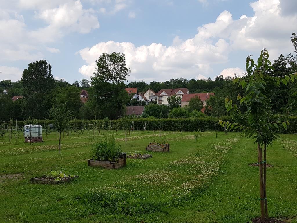 2018 06 16 Cours De Taille En Vert Verger Romanswiller08