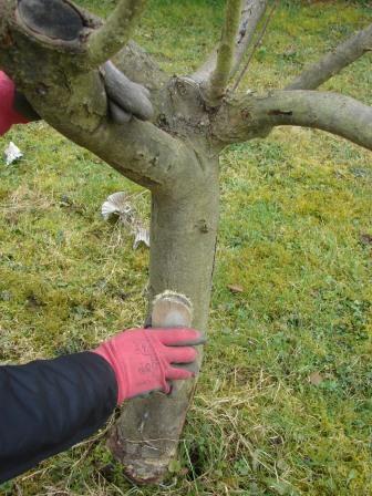 Le badigeon à la chaux des arbres fruitiers