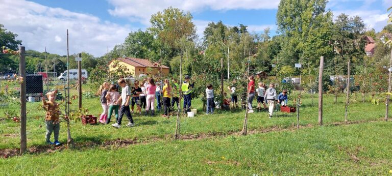2025-09-12-cuiellette_pommes_verger_ecole_Romanswiller03